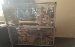 Chinchilla rodents for sale: Lovely male chinchilla for sale  - Image 8