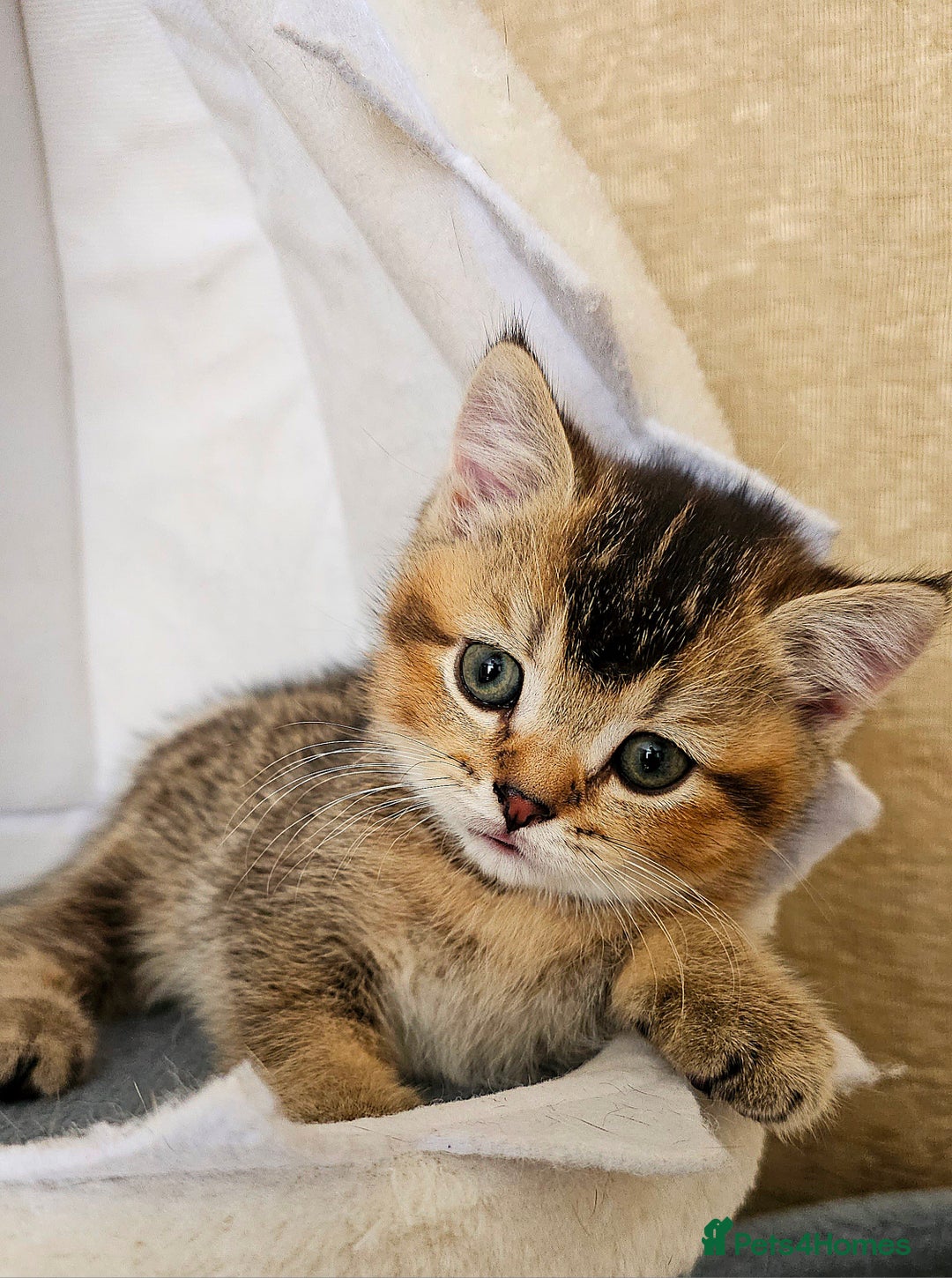Scottish Fold cats for sale: Pedigree Scottish Folds kittens READY TO LEAVE - Image 4