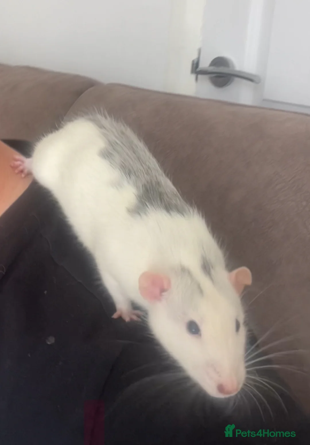 Rat rodents for sale: Baby dumbo rats born today ready in 8 weeks  in Durham - Advert 2