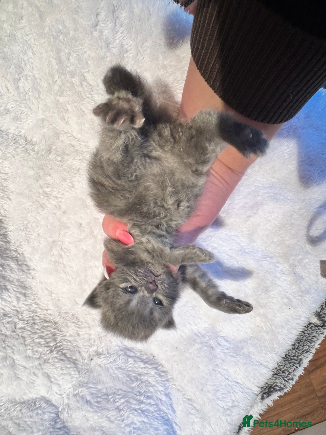 Maine Coon cats for sale: Main coon adorable kittens  - Advert 34