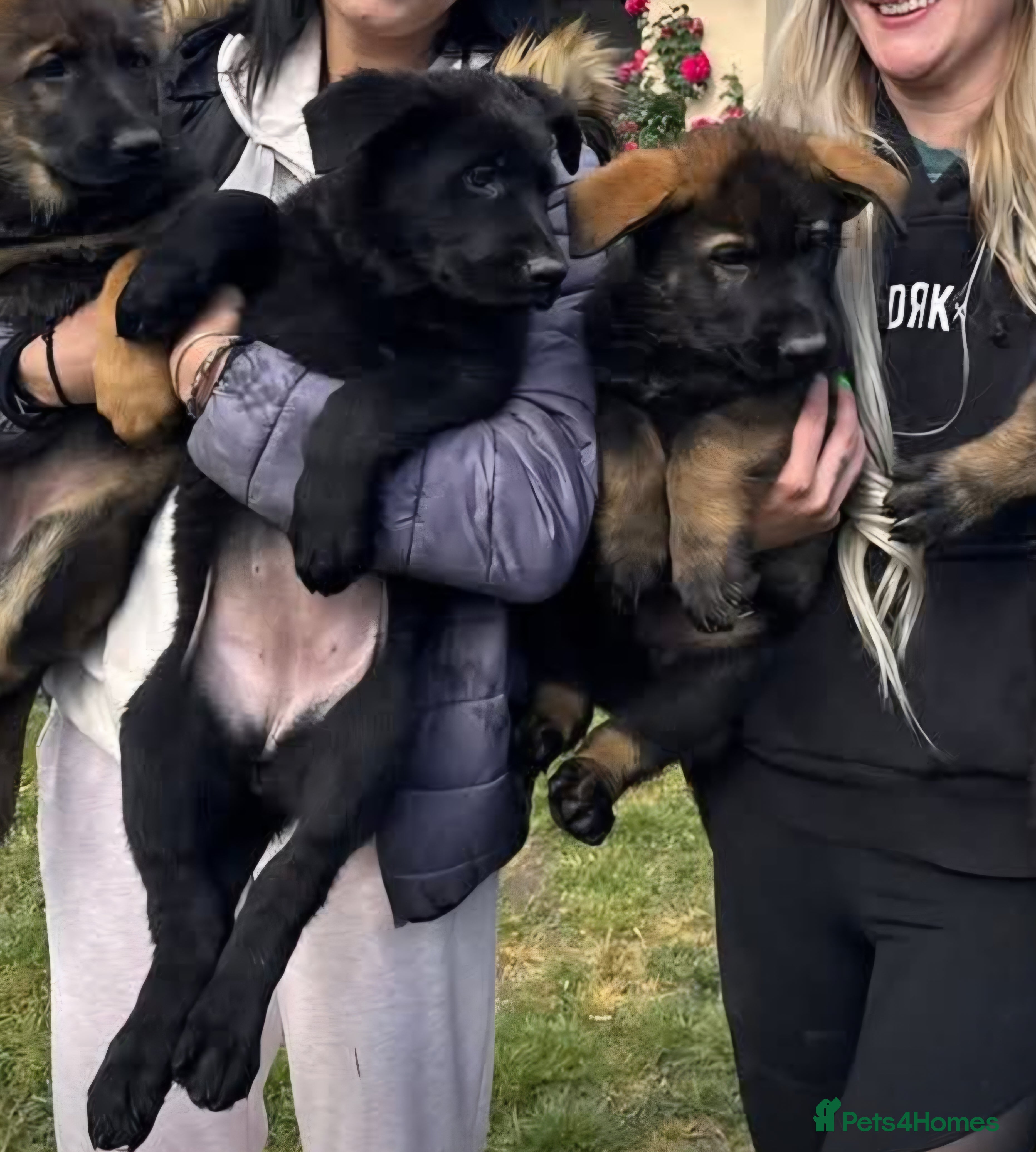 German Shepherd dogs TOP QUALITY GSD PUPS,STRAIGHT BACK,KCREG,ALLTESTS  - Advert 6