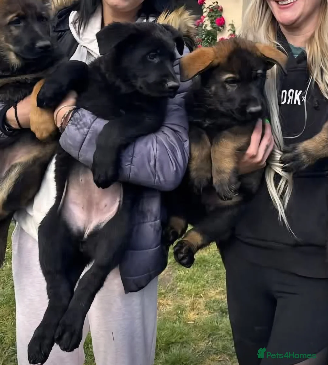 German Shepherd dogs for sale: TOP QUALITY GSD PUPS,STRAIGHT BACK,KCREG,ALLTESTS  - Advert 1