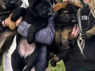 German Shepherd dogs TOP QUALITY GSD PUPS,STRAIGHT BACK,KCREG,ALLTESTS - Advert 6