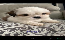 Shih Tzu dogs for sale: READY TO GO NOW Gorgeous Shih tzu puppies - Image 4