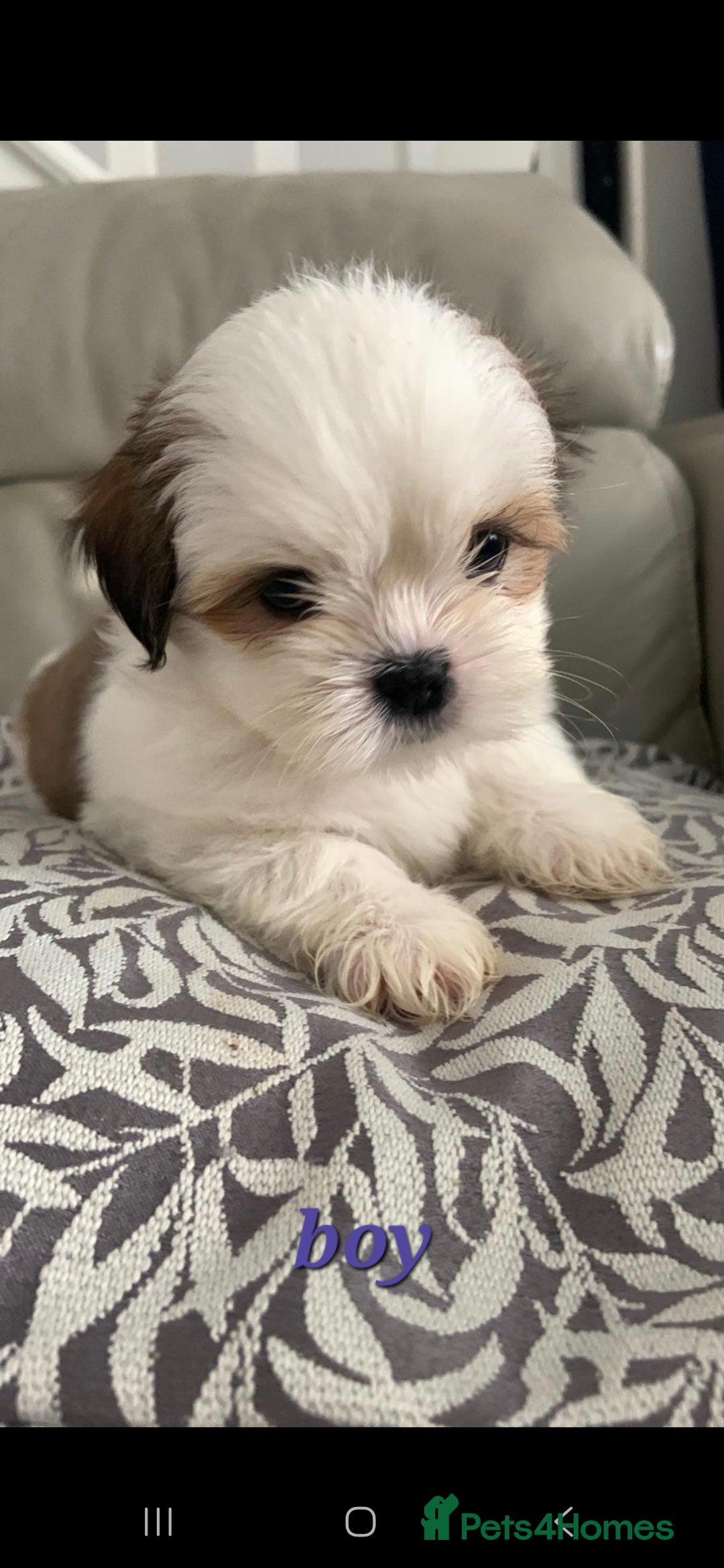 Shih Tzu dogs for sale: READY TO GO NOW Gorgeous Shih tzu puppies - Image 4