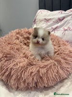 Pomeranian dogs - Advert 5