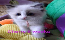 Ragdoll cats for sale: GCCF pedigree ragdoll kittens for sale £850 -£1100 - Image 12