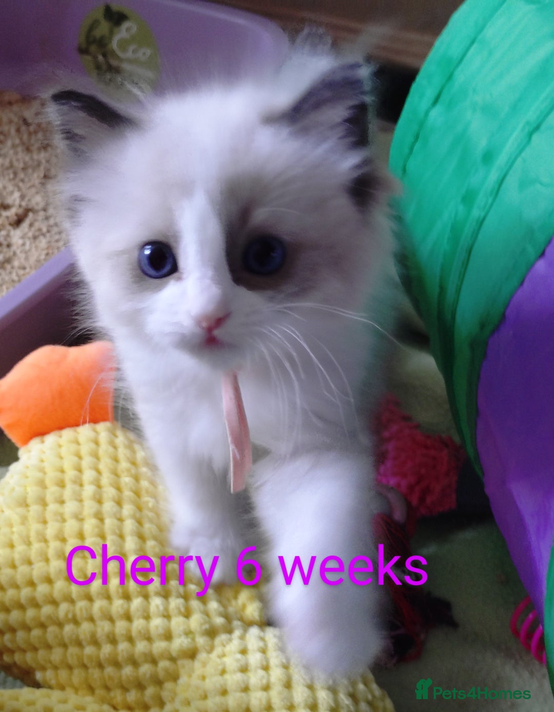 Ragdoll cats for sale: GCCF pedigree ragdoll kittens for sale £850 -£1100 - Image 12