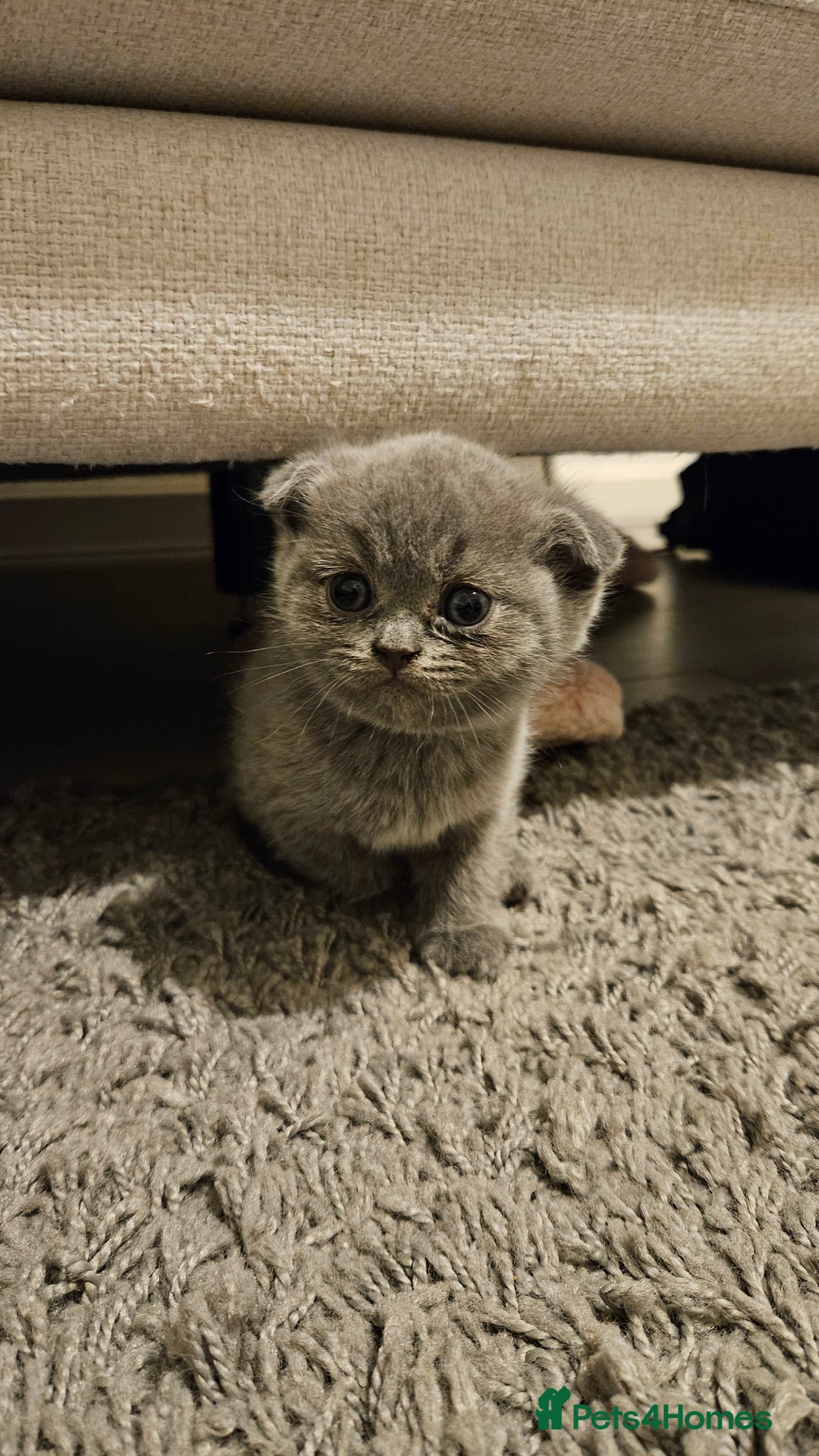 Scottish Fold cats for sale: 🐱British Shorthair x Scottish Fold Kittens🐱 - Advert 8