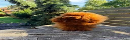 Toy Poodle dogs for stud: TINY ASIAN TEDDY POODLE STUD - Advert 29