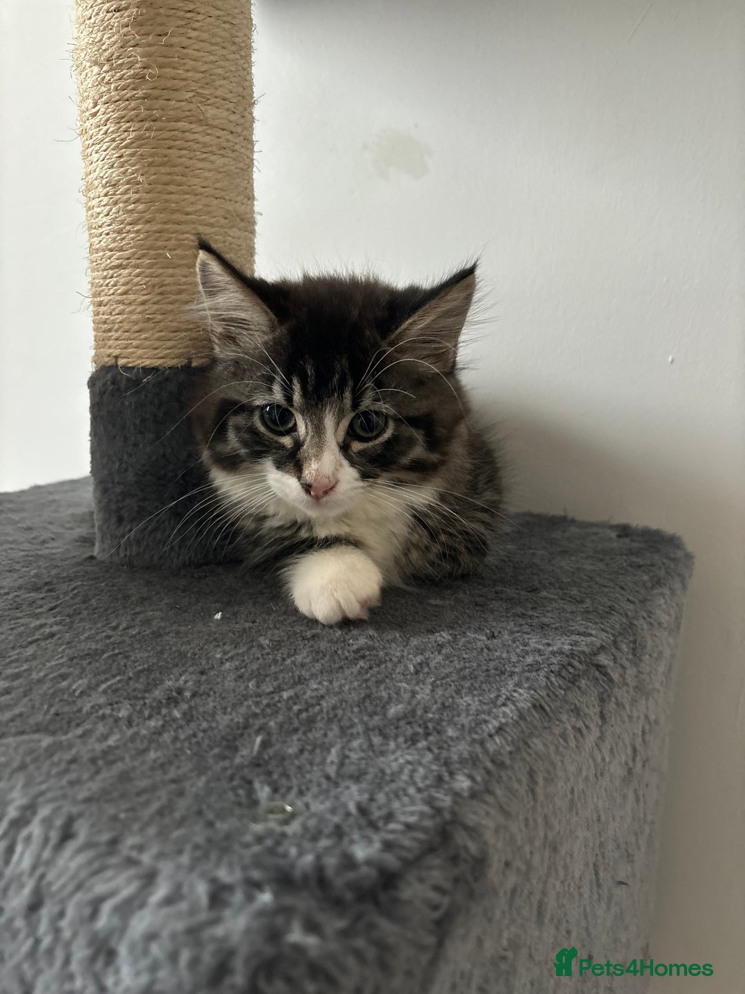 American Shorthair cats for sale: Ready to leave 2 boy kittens left  in Ilford - Image 6