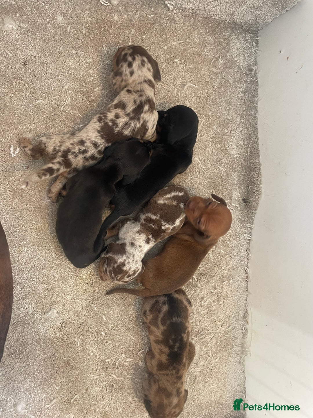 Miniature Dachshund dogs for sale: Stunning miniature type Dachunds  - Image 6