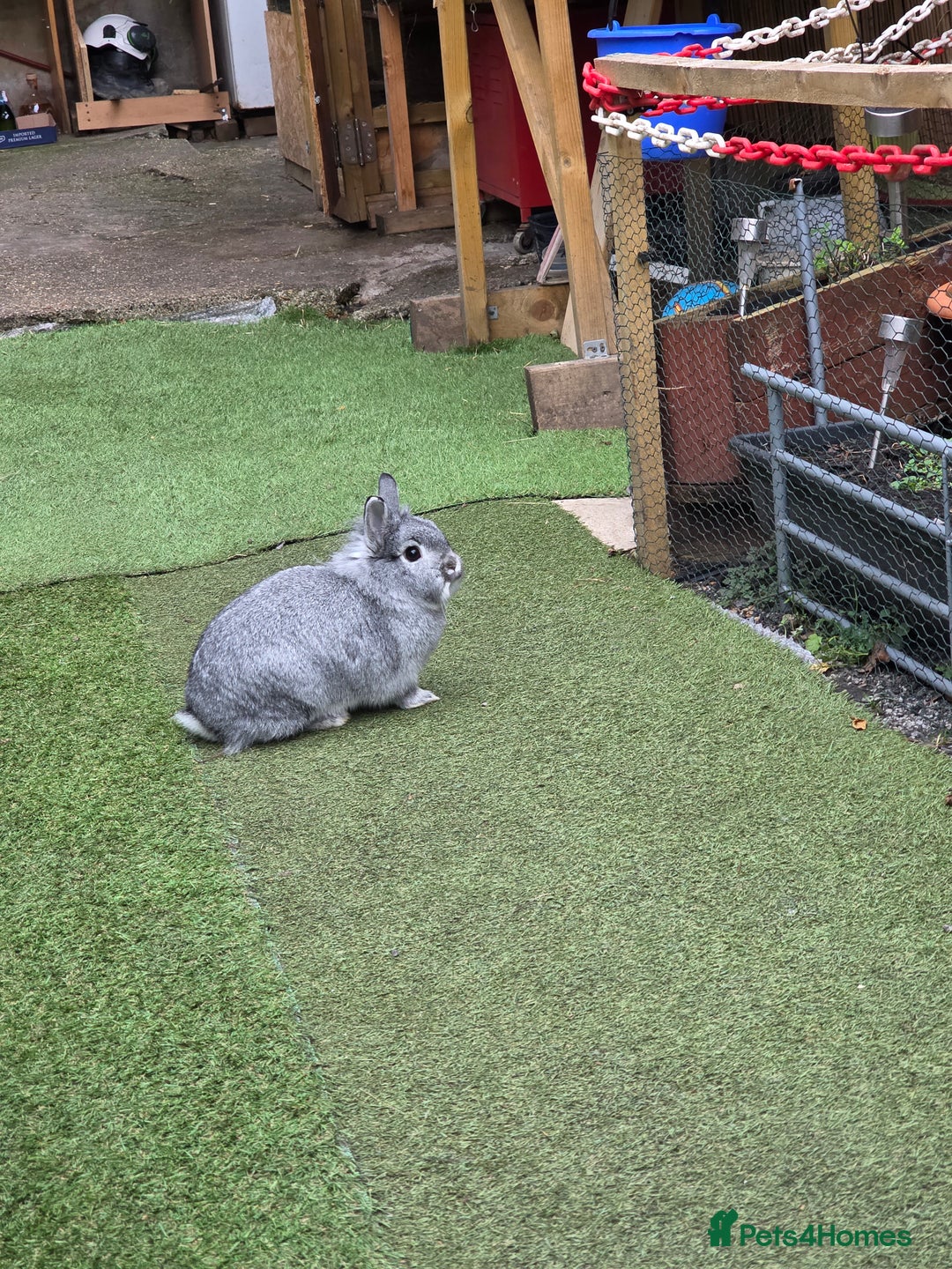 Dwarf Lop rabbits for sale: Bunny  - Advert 1