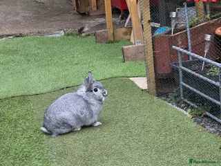 Dwarf Lop rabbits Bunny - Advert 2