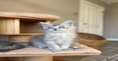 Maine Coon cats - Advert 2