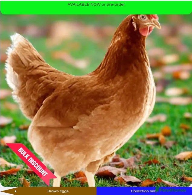 Chickens poultry Lohman Browns - Advert 1