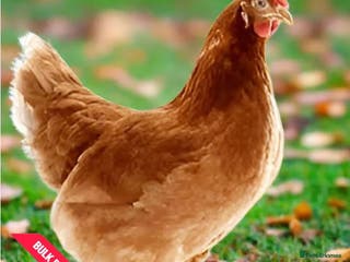 Chickens poultry Lohman Browns - Advert 2