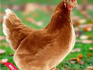 Chickens poultry Lohman Browns - Advert 16