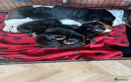 Mixed Breed dogs for sale: A huge surprise! - Image 4