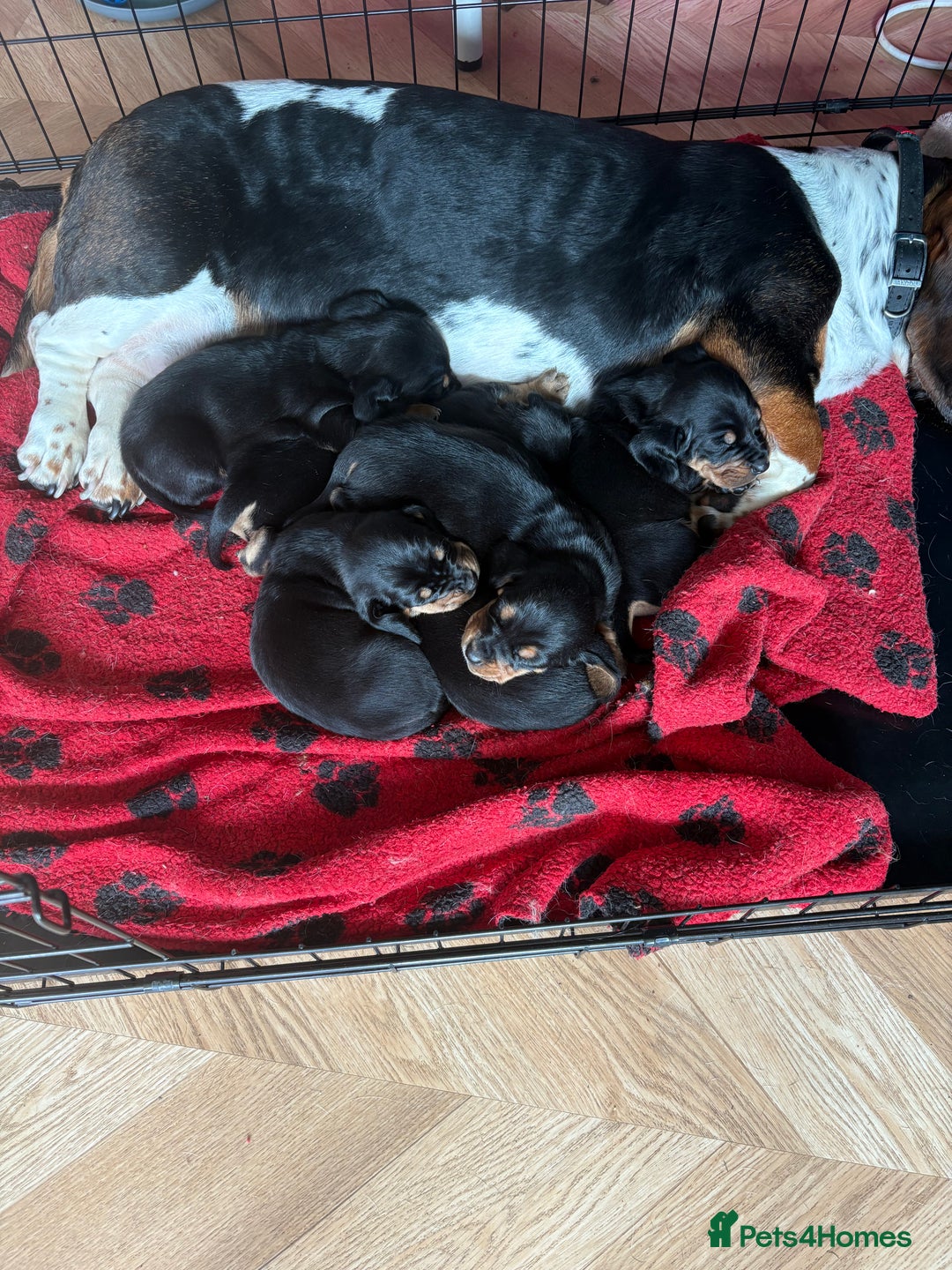Mixed Breed dogs for sale: A huge surprise! - Image 4