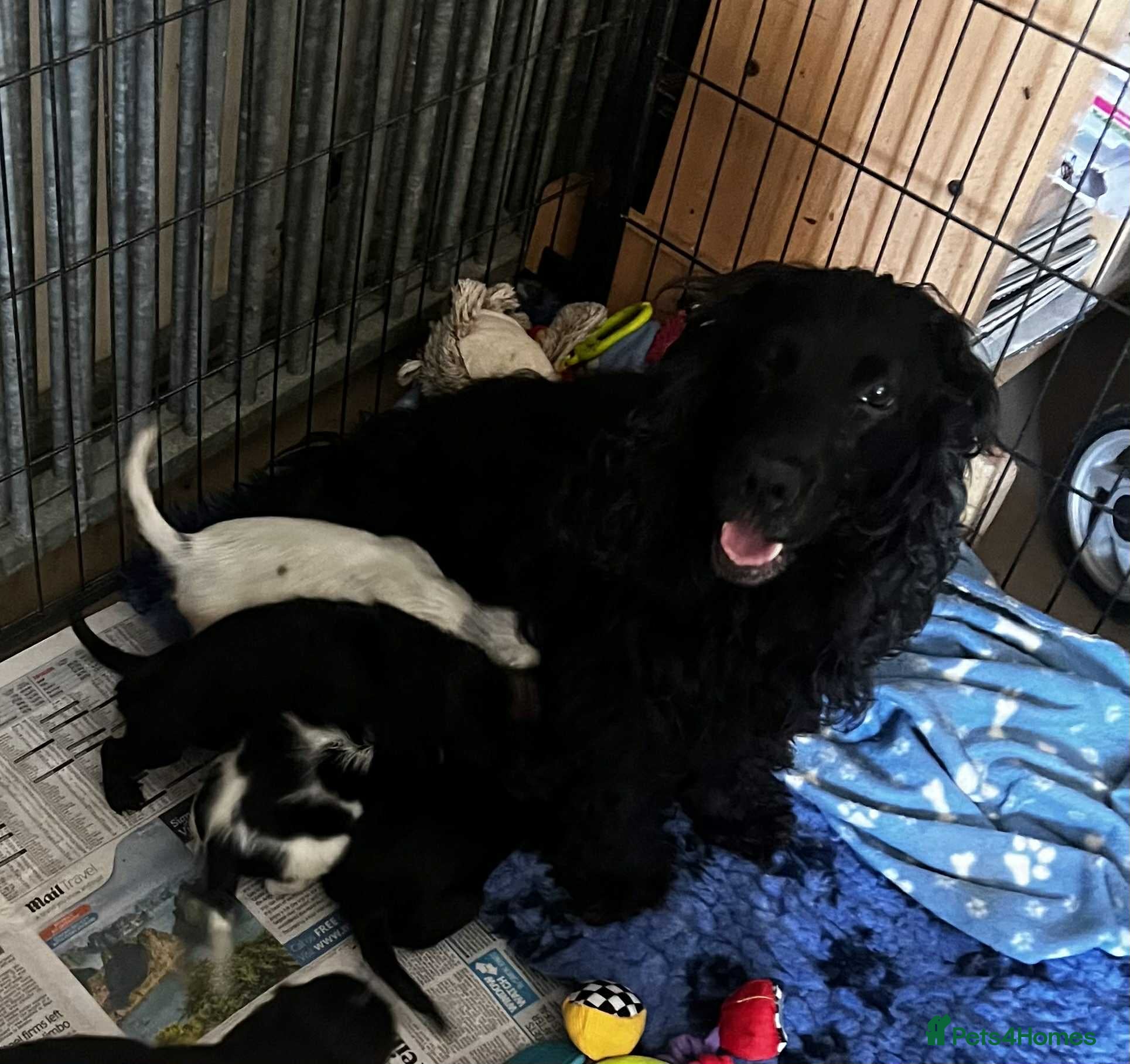 Cocker Spaniel dogs Cocker spaniel puppies  - Advert 2