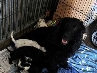 Cocker Spaniel dogs Cocker spaniel puppies - Advert 7