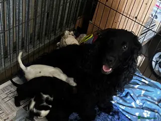 Cocker Spaniel dogs Cocker spaniel puppies - Advert 2