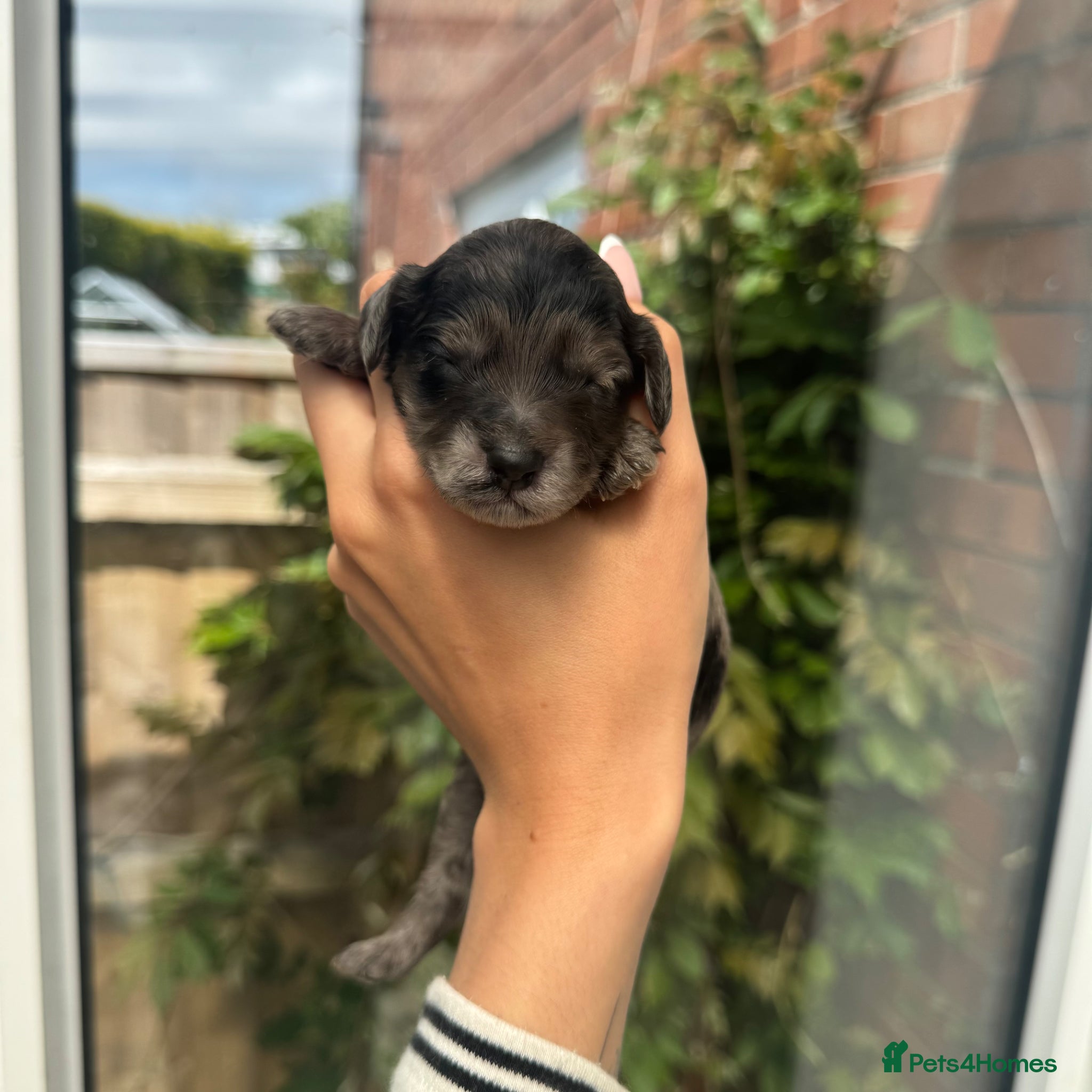 Mixed Breed dogs for sale: doxiepoo pups x2 female x4 male  - Advert 13