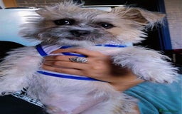 Mixed Breed dogs for sale: Bichon frise dog  - Image 2