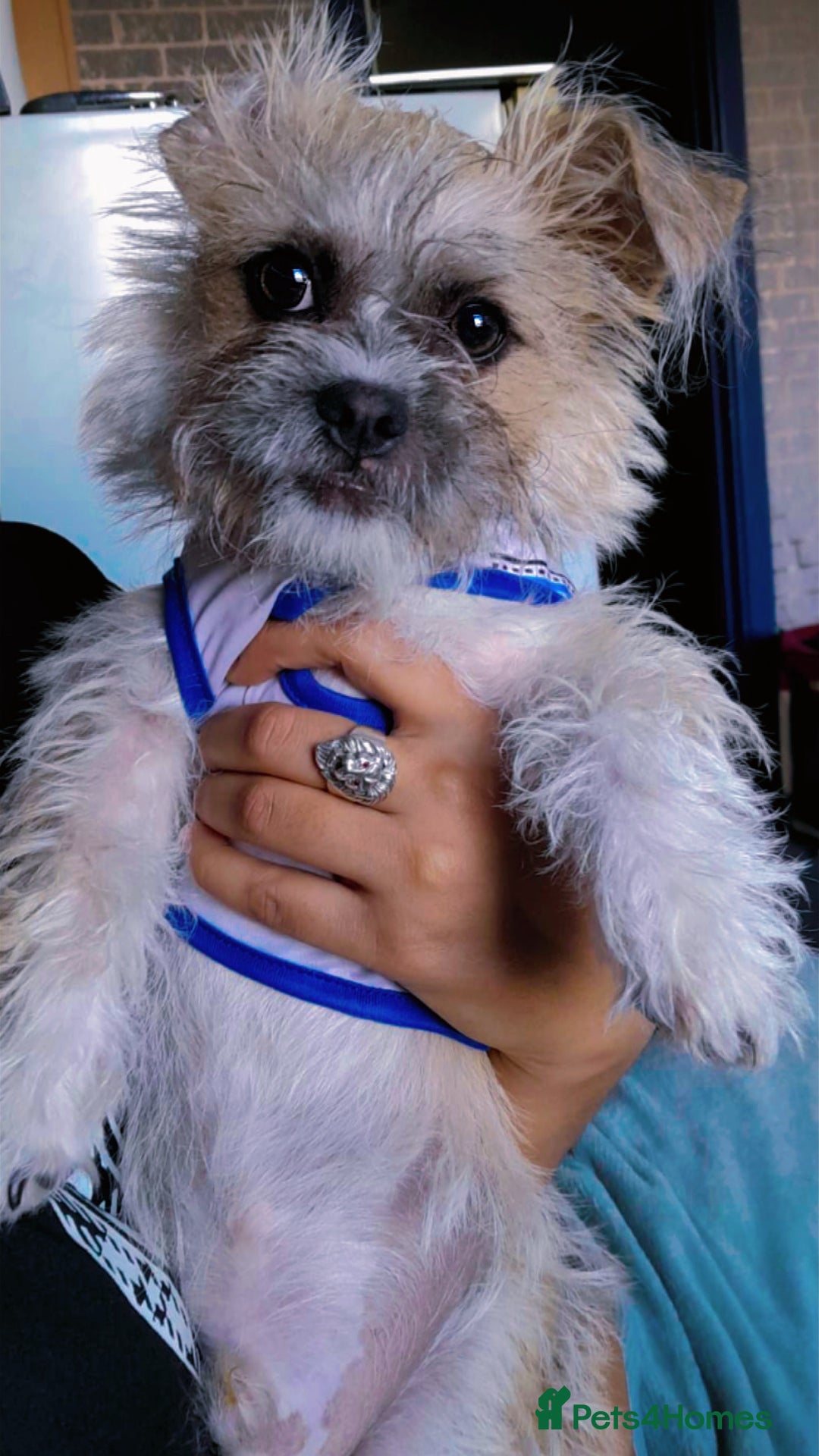 Mixed Breed dogs for sale: Bichon frise dog  - Image 2