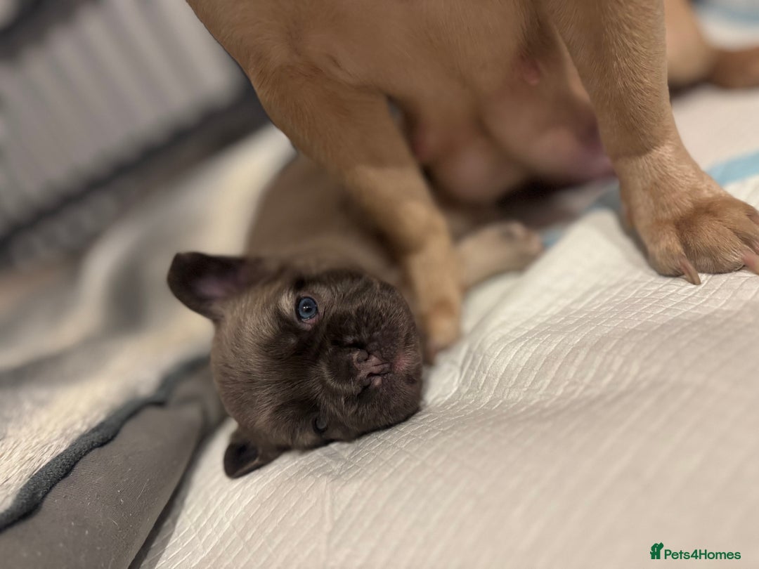 French Bulldog dogs for sale: French Bulldog Puppies – 2 Boys   - Image 7
