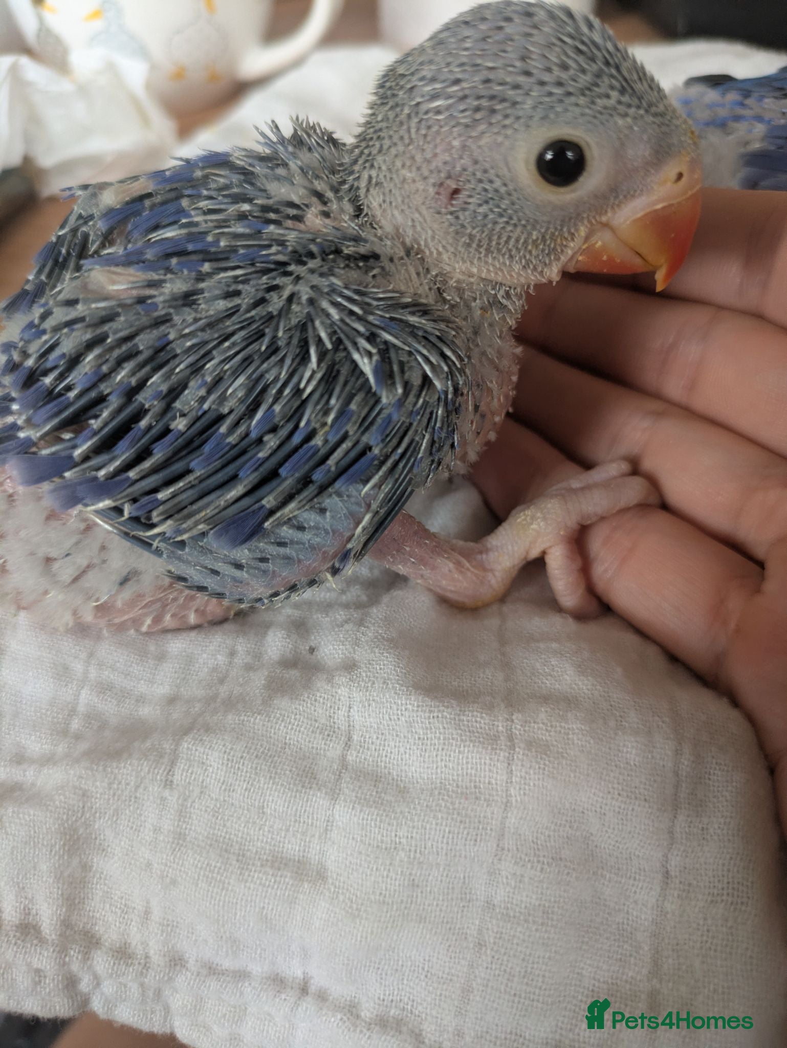 Ringnecks birds Indian Ringneck baby violet hand reared special - Advert 1