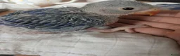 Ringnecks birds for sale: Indian Ringneck baby violet hand reared special - Advert 1