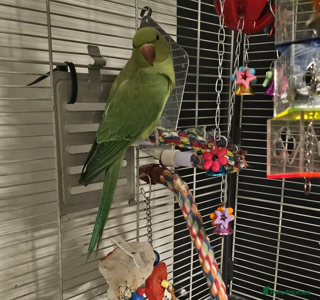 Ringnecks birds for sale: Indian Ringneck  - Advert 6