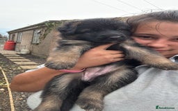 German Shepherd dogs for sale: German shepherd puppies  - Image 15