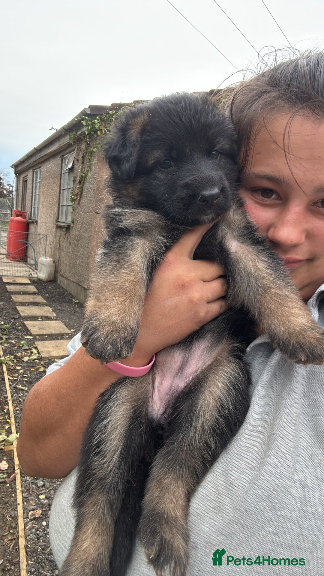 German Shepherd dogs for sale: German shepherd puppies  - Image 15
