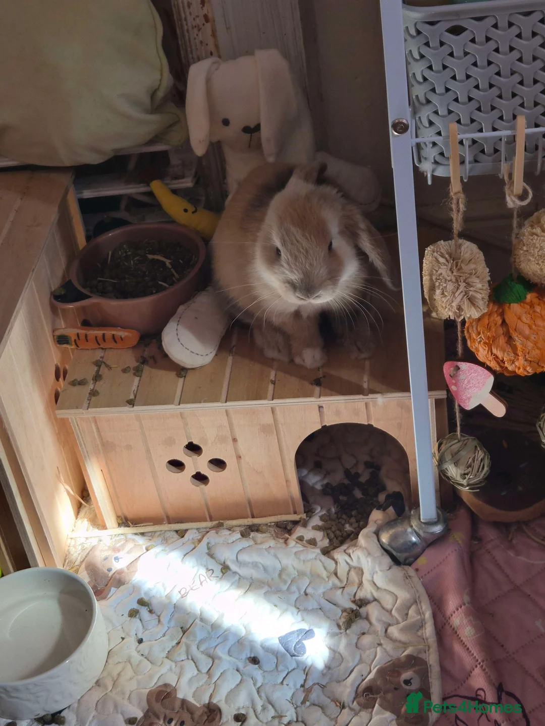 English Lop rabbits for sale: english lop rabbit - Advert 2