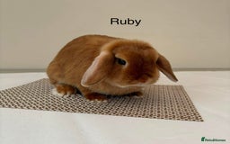 Mini Lop rabbits for sale: Adult Mini Lop Bunnies Available For Rehoming - Image 4
