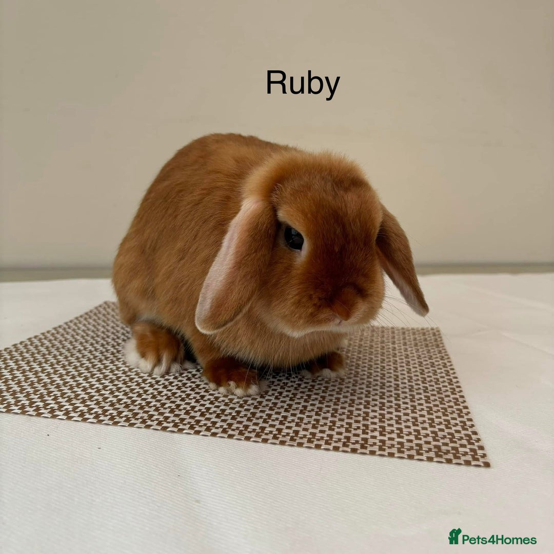 Mini Lop rabbits for sale: Adult Mini Lop Bunnies Available For Rehoming - Image 4