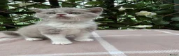 British Shorthair cats for sale: Lilac bi British shorthairs  - Advert 7