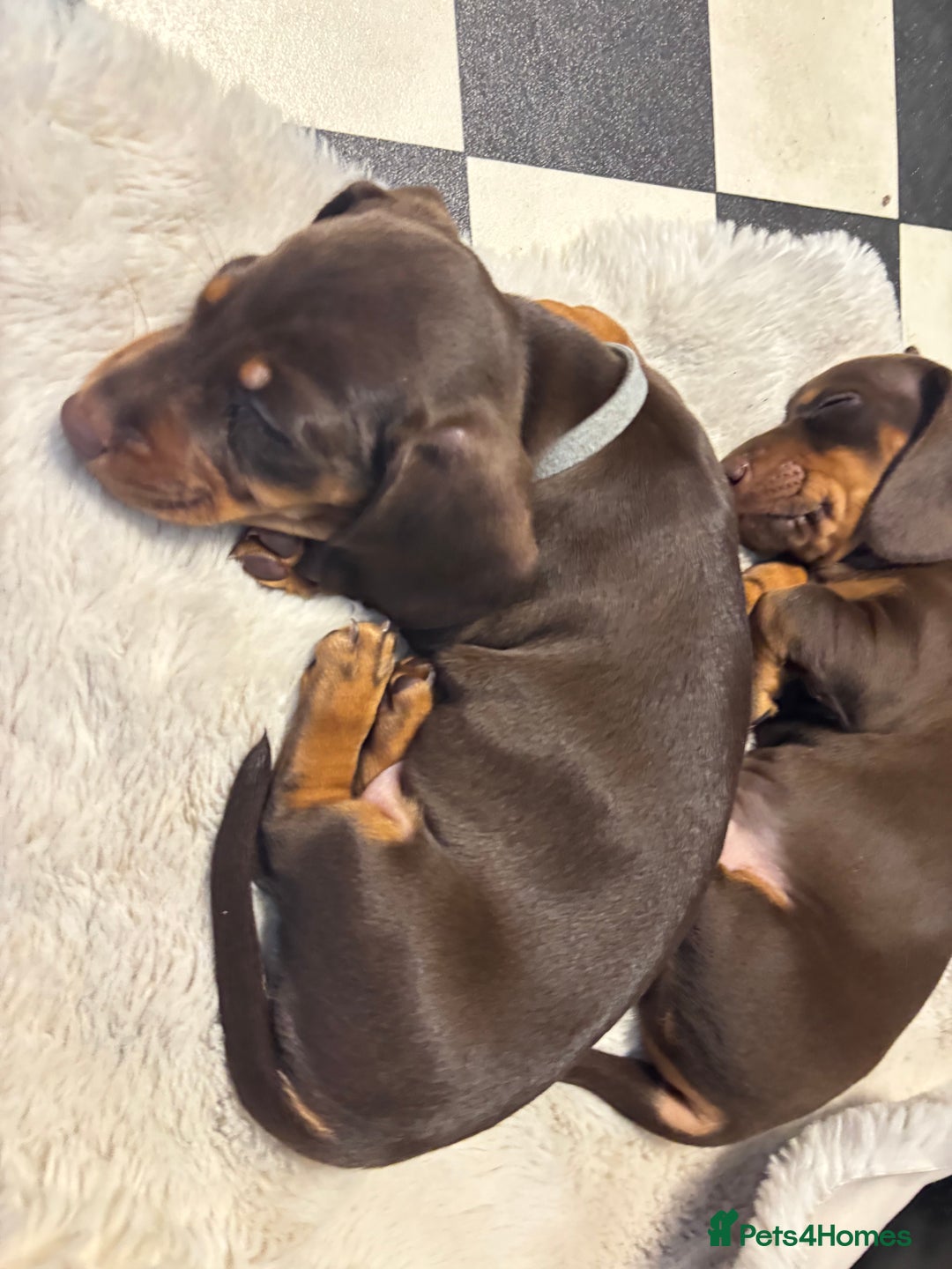 Miniature Dachshund dogs for sale: Mini chocolate Dachshunds in Luton - Image 12