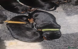Rottweiler dogs for sale: KC Registered Rottweiler Puppies excellent lineage - Image 12