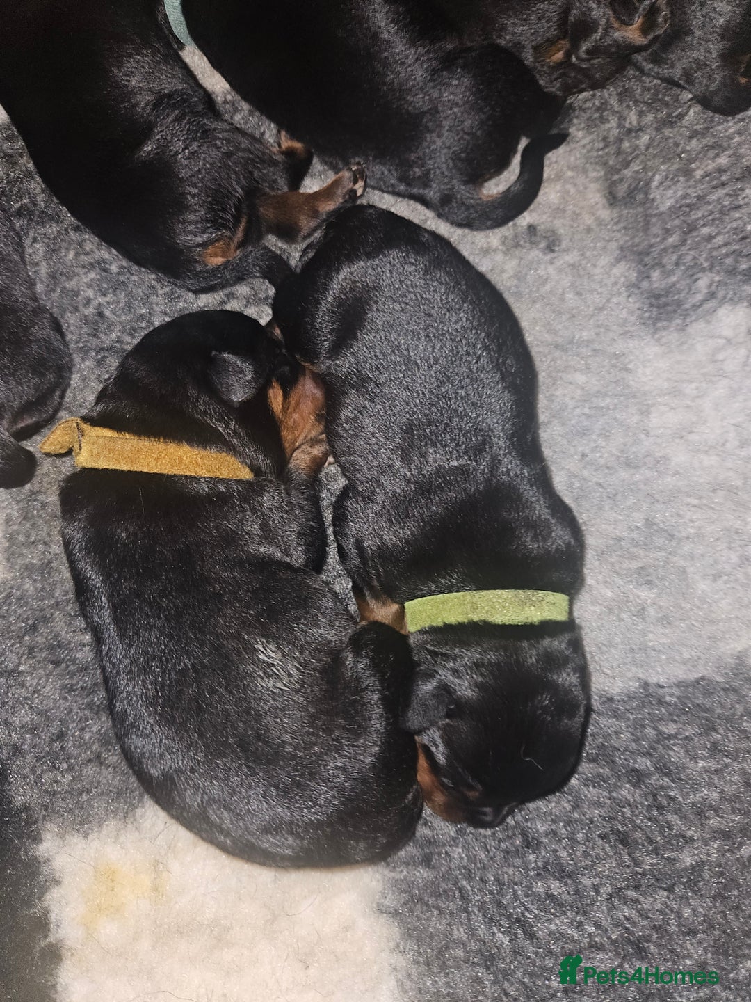 Rottweiler dogs for sale: KC Registered Rottweiler Puppies excellent lineage - Image 12
