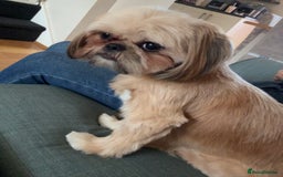 Shih Tzu dogs for sale: Gorgeous female Shih Tzu  - Image 5