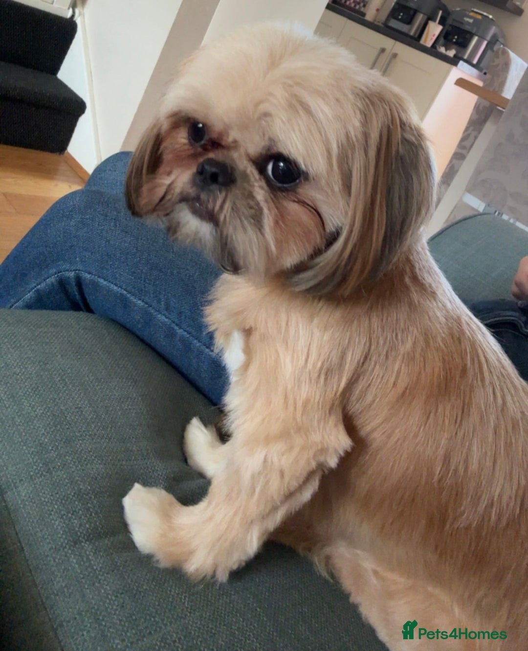 Shih Tzu dogs for sale: Gorgeous female Shih Tzu  - Image 5