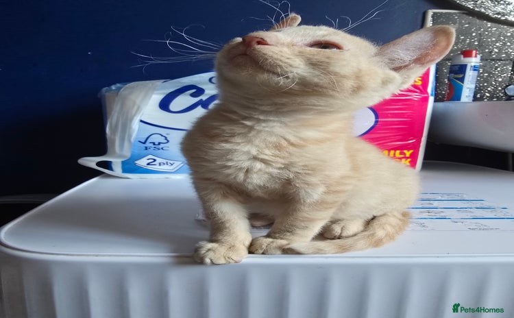 Mixed Breed cats - Advert 5
