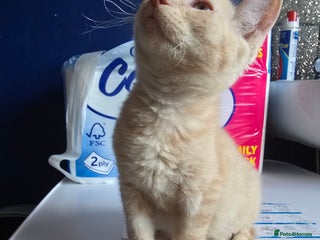 Mixed Breed cats - Advert 8
