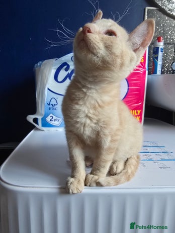 Mixed Breed cats - Advert 4