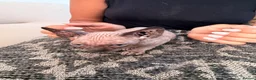 Sphynx cats for sale: Tica registered sphynx kittens  - Advert 24