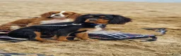 Cavalier King Charles Spaniel dogs for sale: X2 caviler king charles brothers - Advert 9